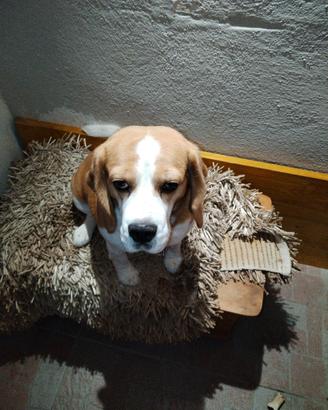 Beagle con pedigree