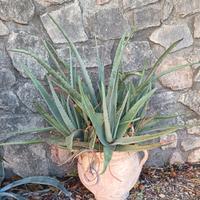 Vaso grande in terracotta naturale con pianta di A
