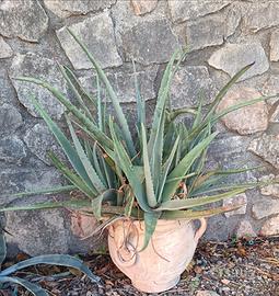 Vaso grande in terracotta naturale con pianta di A