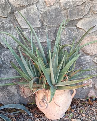 Vaso grande in terracotta naturale con pianta di A