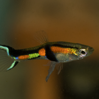 Endler - Poecilia wingei "Rio de Oro"