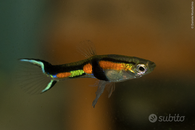 Endler - Poecilia wingei "Rio de Oro"