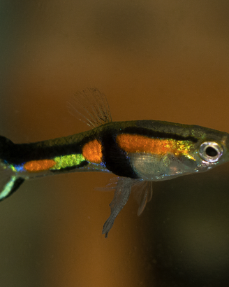 Endler - Poecilia wingei "Rio de Oro"