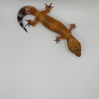 Geco leopardino