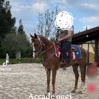 Cavalla Quarter Horse