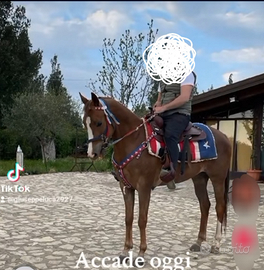 Cavalla Quarter Horse