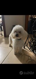 Maltipoo per monta