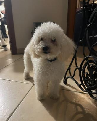 Maltipoo per monta
