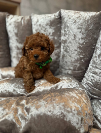 Splendidi Barboncini Mini Toy maschietti