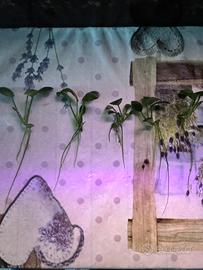 Anubias Nana / Petite per Acquario (5 piantine)