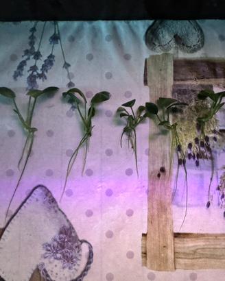 Anubias Nana / Petite per Acquario (5 piantine)