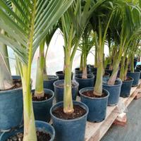 vivaio equatoriale piante tropicale 