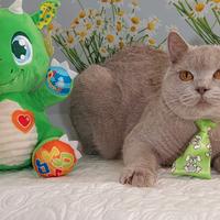 British Shorthair Micola