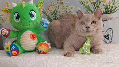 British Shorthair Micola