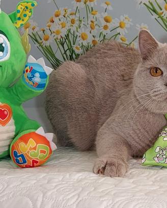 British Shorthair Micola