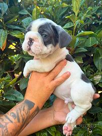 Cucciolo di bulldog francese big rope blu pied