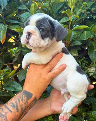Cucciolo di bulldog francese big rope blu pied