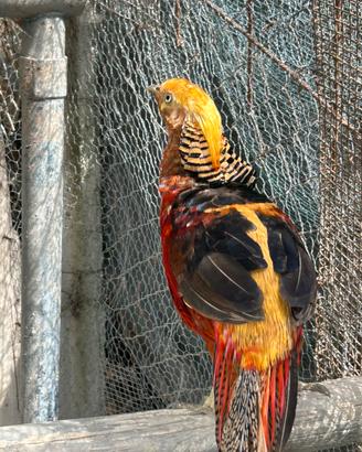 Fagiano d'orato rosso