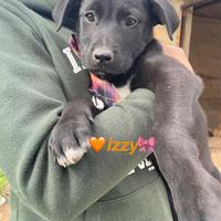 Cane cucciolo adotta occhi azzurri