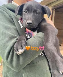 Cane cucciolo adotta occhi azzurri