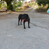 Cucciolona cane corso