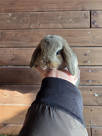 Conigli nani selezionati ariete nano - minilop