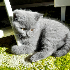 Cuccioli Scottish fold, Scottish straight