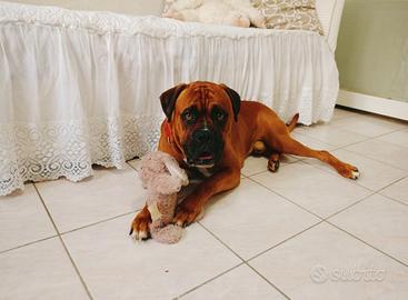 Boxer