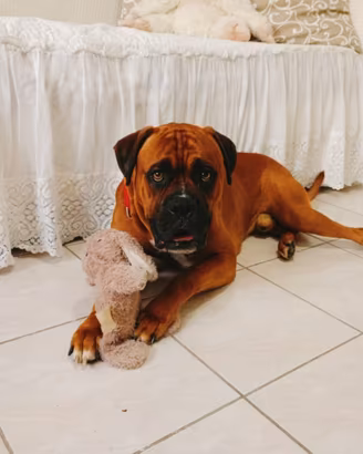 Boxer