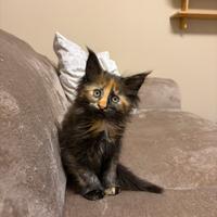 Cucciola di Maine coon con pedigree