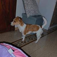 A malincuore jack Russel