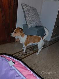 A malincuore jack Russel