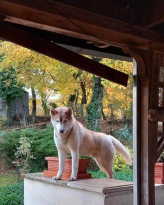 Siberian Husky da monta