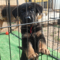 Cuccioli di pastore tedesco