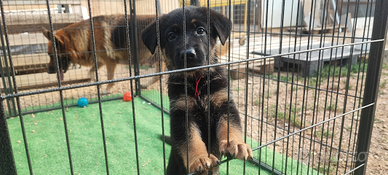 Cuccioli di pastore tedesco