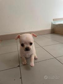 Chihuahua mini toy