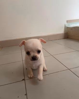 Chihuahua mini toy