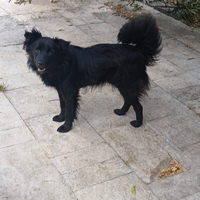 Oliver dolce simil volpino d 10 kg