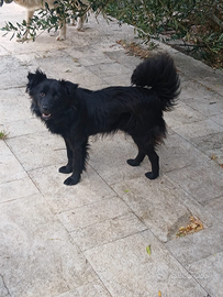 Oliver dolce simil volpino d 10 kg
