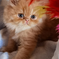 Cuccioli di Gatto Persiano