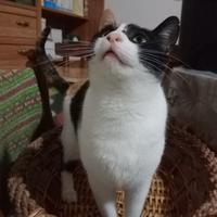 Giovane gatta molto affettuoso e gentile