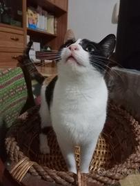 Giovane gatta molto affettuoso e gentile