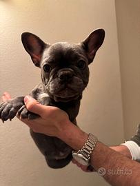 Bulldog francesi