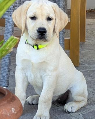 Cuccioli Labrador da allevamento