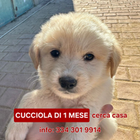 Shiva: cucciola dolce e affettuosa