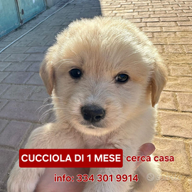 Shiva: cucciola dolce e affettuosa