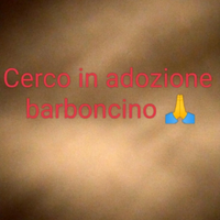 Ce.r.co in adozione barboncino