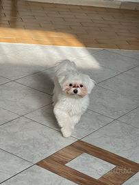 Sono fiocco PER ACCOPPIAMENTO