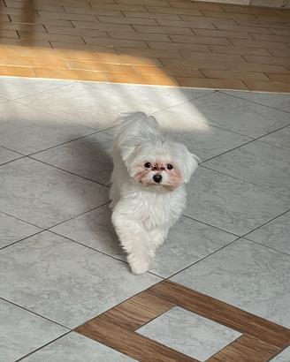 Sono fiocco PER ACCOPPIAMENTO