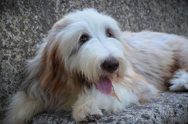 Warren - Bearded Collie